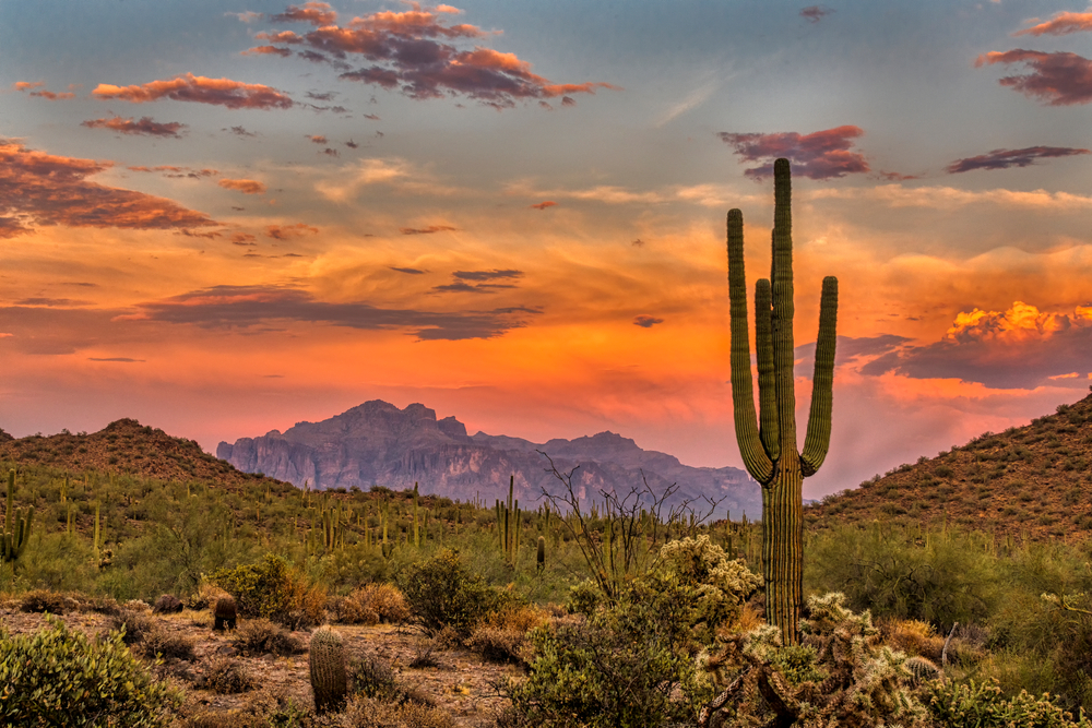 Desert with cactus and mountains in the background during a sunset